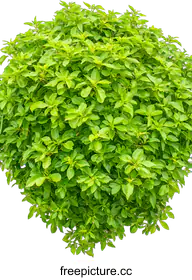 shrub