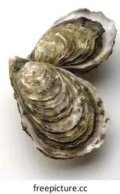 oyster