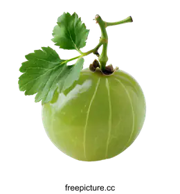 gooseberry