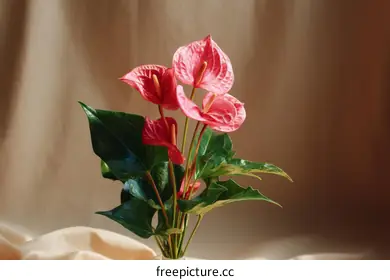 anthurium