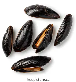 mussel