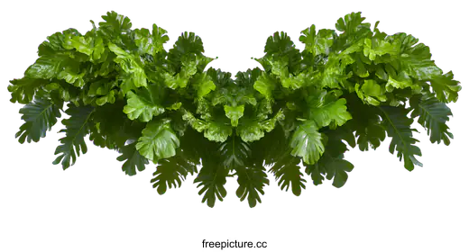 fern