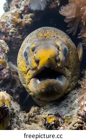 eel