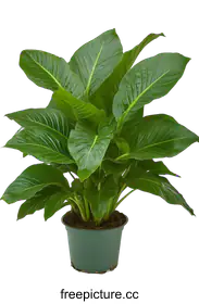 houseplant