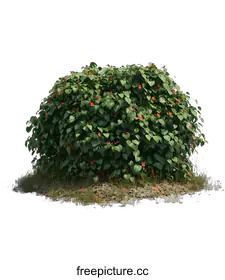 shrub