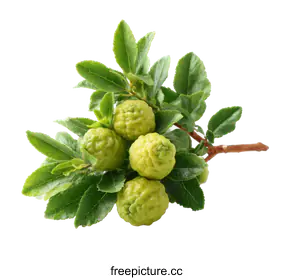 bergamot