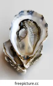 oyster