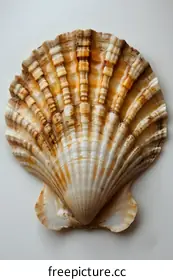 seashell