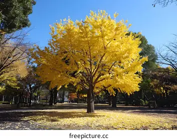 ginkgo