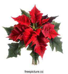 poinsettia