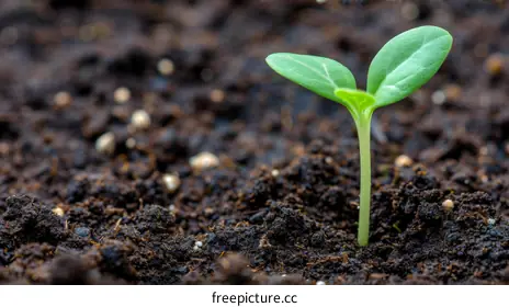 seedling