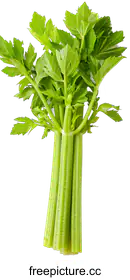 celery