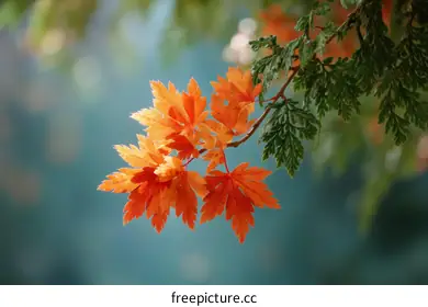 orange leaves