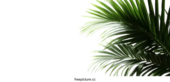 fronds
