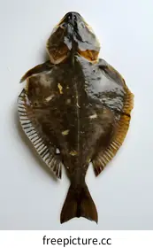 flounder