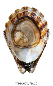 oyster