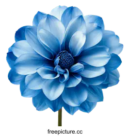 blue flower