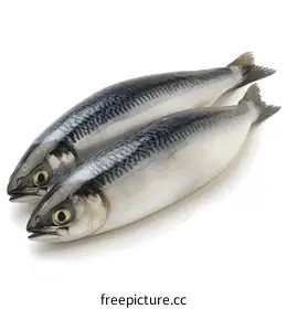 mackerel