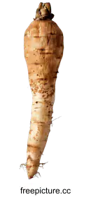 parsnip