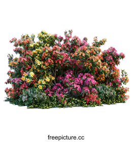 shrub