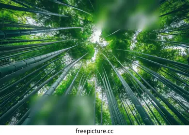 Bamboo