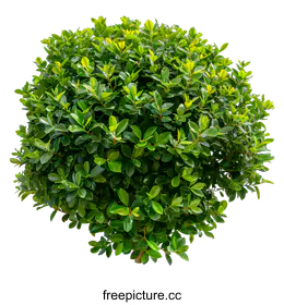 shrub