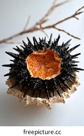 sea urchin