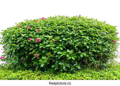 hedge