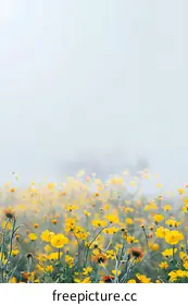 wildflowers