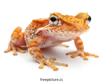 frog