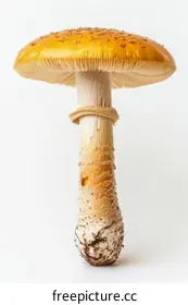 amanita