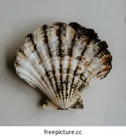 seashell