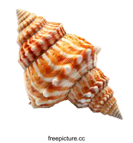 seashell