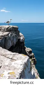 seagull