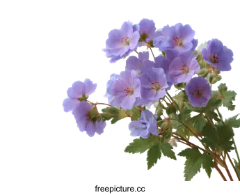 geranium