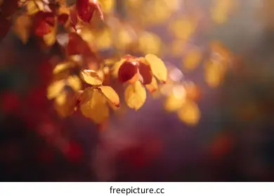 fall foliage
