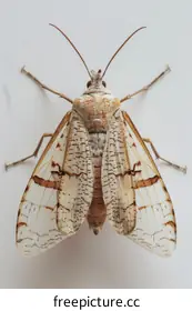 moth