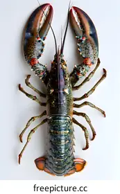 lobster