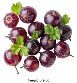 blackcurrant