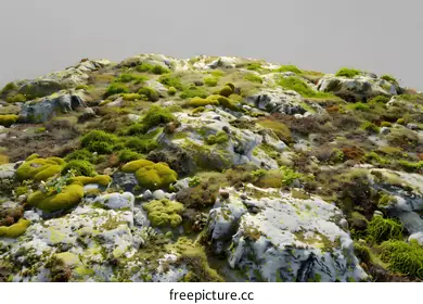 lichen