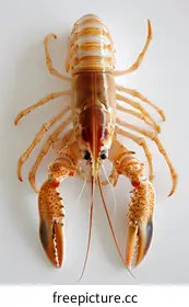 lobster