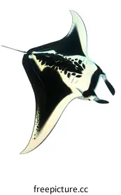 manta