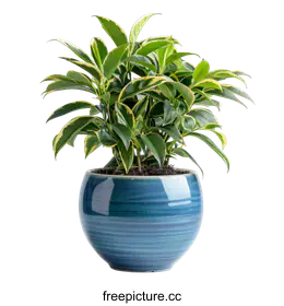 houseplant