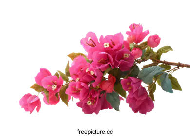bougainvillea