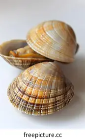 shellfish
