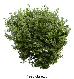 shrub