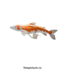 koi fish