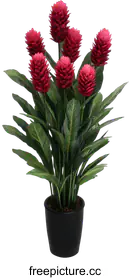 anthurium