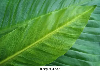 green leaf