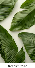 plant leaves